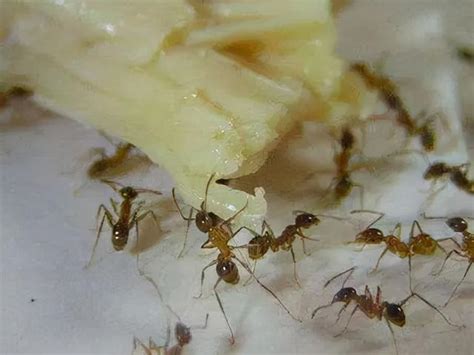 螞蟻大量出現原因 花師奶 朋友